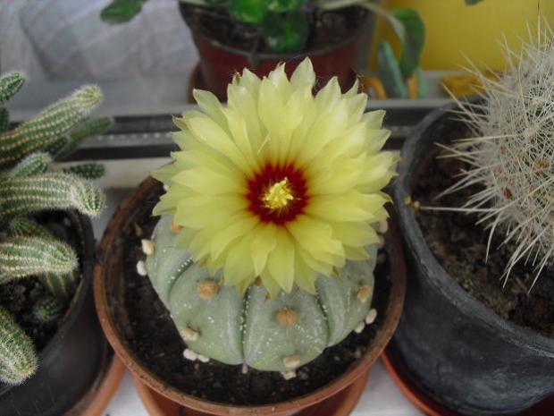 Name:  CIMG0231.jpg
Views: 1094
Size:  40.6 KB
