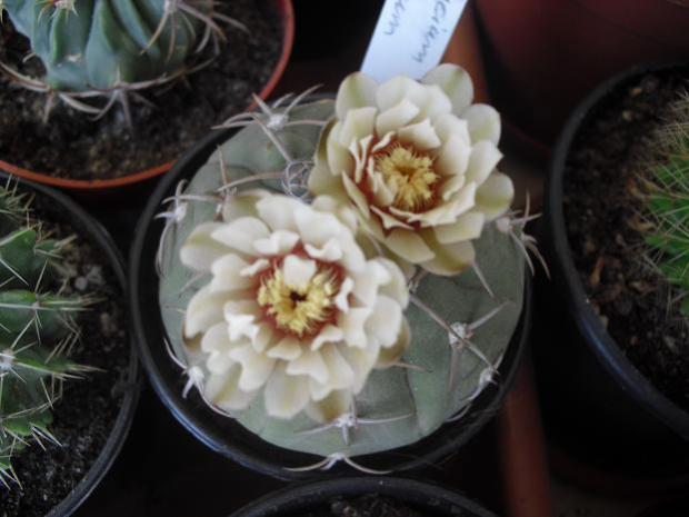 Name:  gymnocalycium.jpg
Views: 1901
Size:  36.4 KB