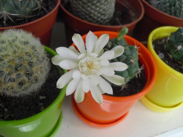Name:  gymnocalycium2.jpg
Views: 1327
Size:  36.5 KB