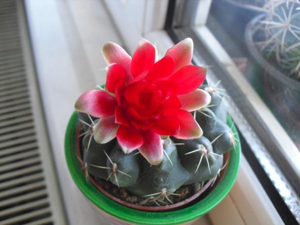 Name:  gymnocalycium3.jpg
Views: 1455
Size:  35.1 KB