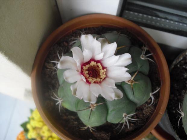 Name:  gymnocalycium4.jpg
Views: 1465
Size:  30.8 KB