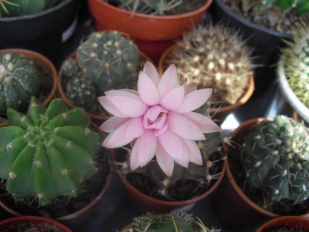 Name:  gymnocalycium5.jpg
Views: 1001
Size:  35.4 KB