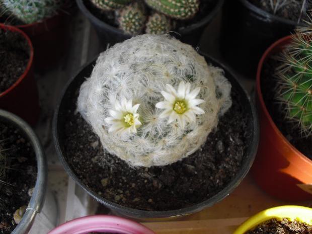Name:  mammillaria.jpg
Views: 1181
Size:  39.8 KB