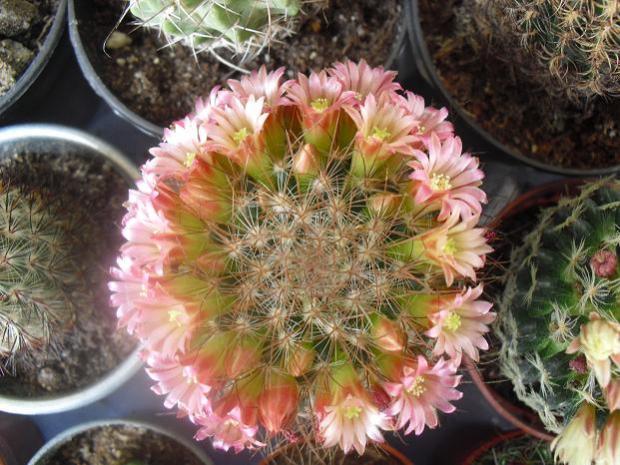 Name:  mammillaria2.jpg
Views: 1470
Size:  62.8 KB