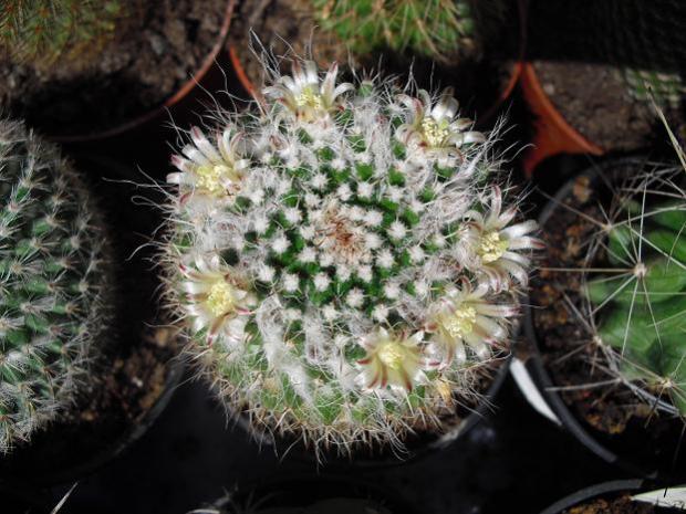 Name:  mammillaria3.jpg
Views: 1816
Size:  57.1 KB