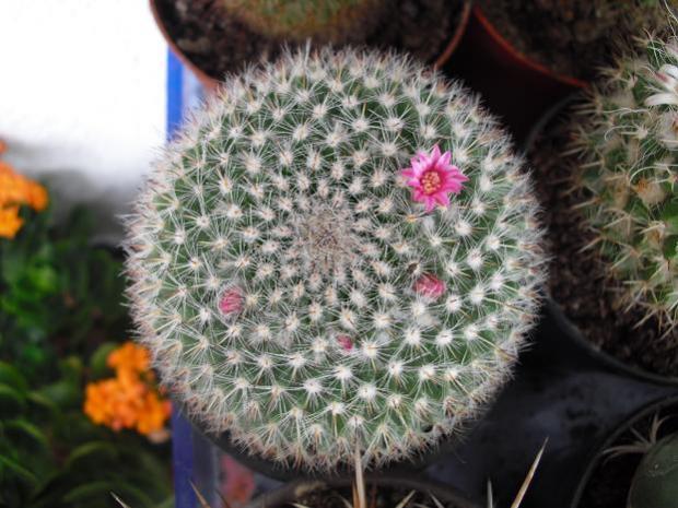 Name:  mammillaria4.jpg
Views: 1207
Size:  53.5 KB