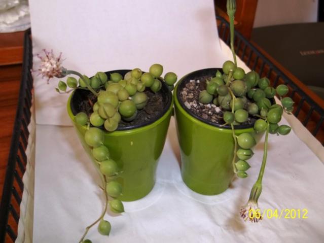 Name:  100_2109.jpg
Views: 1594
Size:  32.6 KB