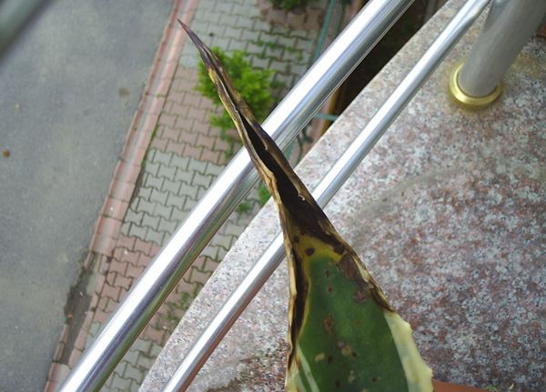 Name:  PIC_0002.JPG
Views: 1586
Size:  52.1 KB