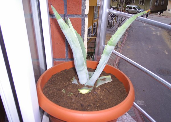 Name:  PIC_0015.JPG
Views: 1610
Size:  52.8 KB
