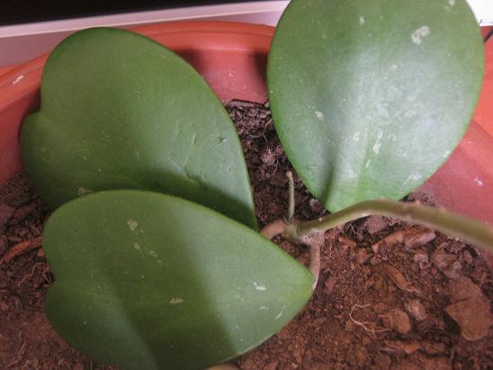 Name:  hoya kerii.JPG
Views: 2424
Size:  44.7 KB