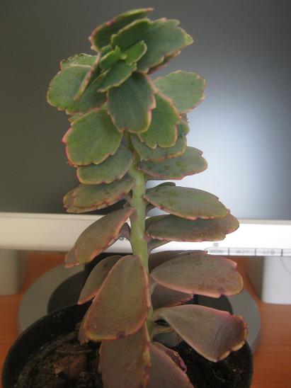 Name:  kalanchoe f..JPG
Views: 1737
Size:  30.3 KB