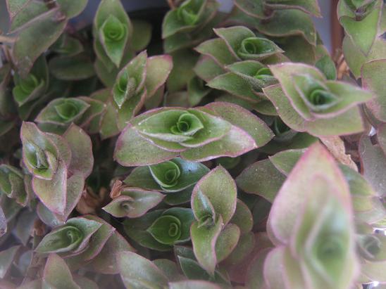 Name:  t. nuvacularis.JPG
Views: 1797
Size:  48.6 KB