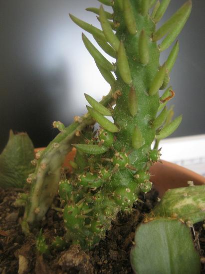 Name:  cylindropuntia subulata.JPG
Views: 1617
Size:  40.5 KB