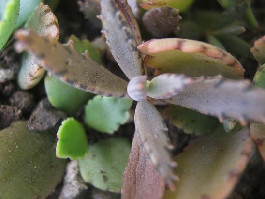 Name:  kalanchoe digremontiana.JPG
Views: 1566
Size:  43.1 KB