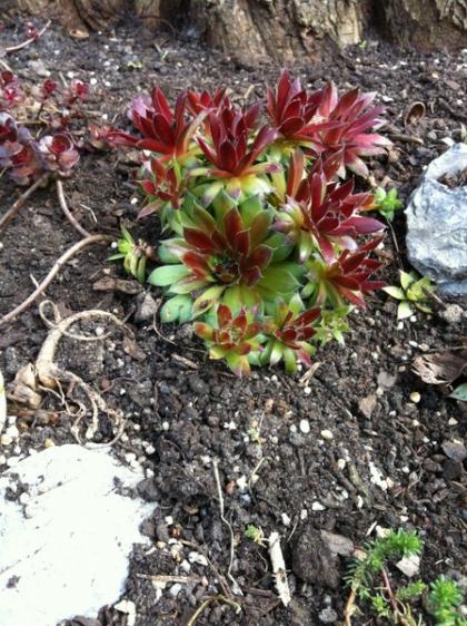 Name:  Sempervivum - 9 Nisan 2012.jpg
Views: 1525
Size:  68.2 KB