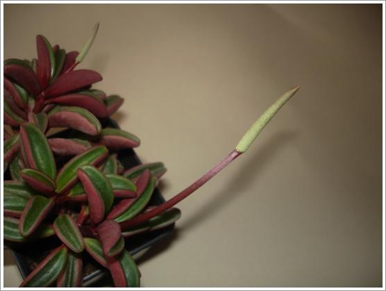 Name:  peperomia graveolens flowers.jpg
Views: 2523
Size:  22.4 KB