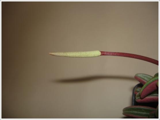 Name:  peperomia graveolens flower.jpg
Views: 1345
Size:  15.4 KB