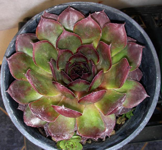 Name:  echeveria01.jpg
Views: 1509
Size:  70.7 KB