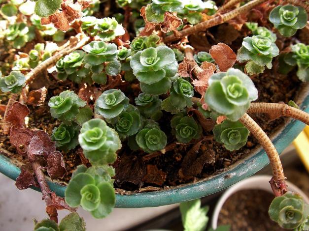 Name:  sedum01.jpg
Views: 1349
Size:  71.2 KB
