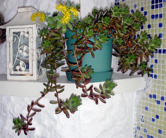 Name:  sedum03.jpg
Views: 1299
Size:  70.2 KB