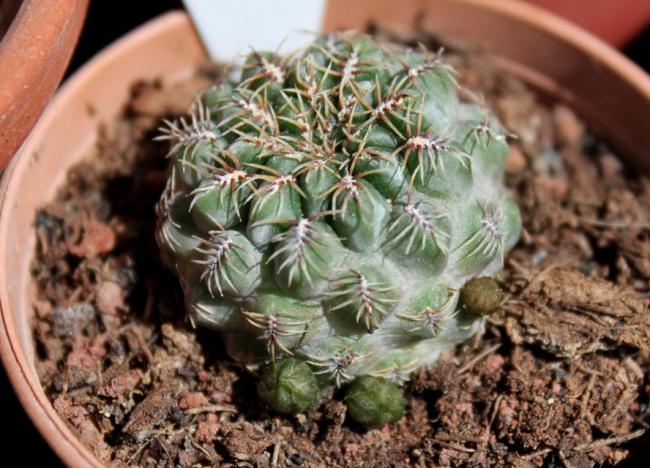 Name:  2012-04-15 Sulcorebutia Zawaletae TOMURCUK.jpg
Views: 1513
Size:  59.8 KB