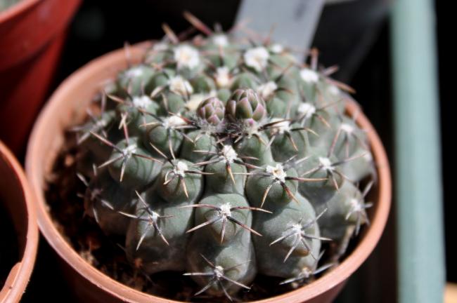 Name:  2012-04-15 Gymnocalycium Quehlianum TOMURCUK.jpg
Views: 1555
Size:  37.1 KB
