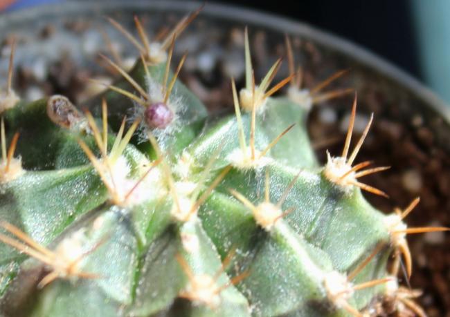 Name:  2012-04-15 Gymnocalycium tomurcuk.jpg
Views: 1438
Size:  41.5 KB