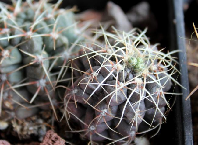 Name:  2012-04-15 Gymnocalycium2.jpg
Views: 1484
Size:  50.3 KB