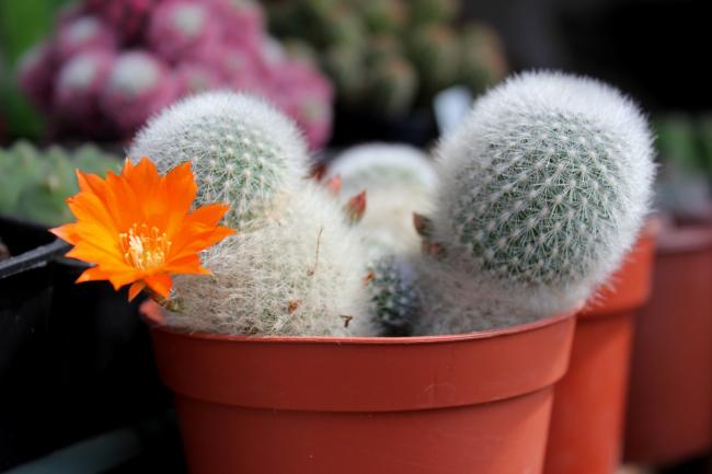 Name:  2012-04-15 rebutia muscula.jpg
Views: 1604
Size:  30.2 KB
