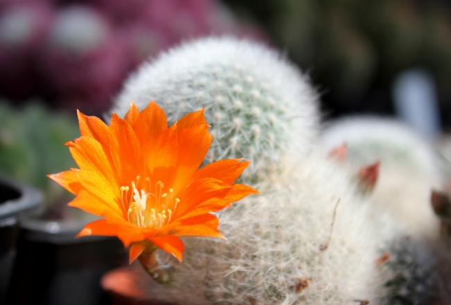 Name:  2012-04-15 rebutia muscula 2.jpg
Views: 1599
Size:  27.3 KB