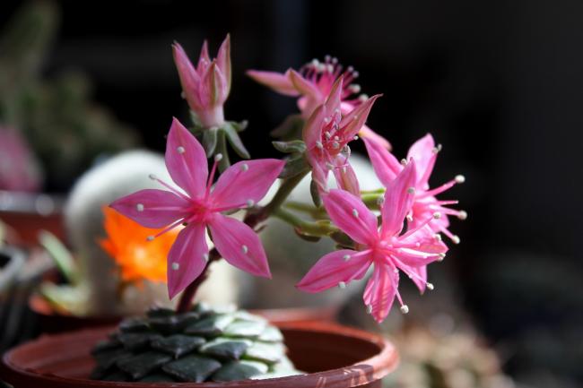 Name:  2012-04-15 Tacitus Bellus EK.jpg
Views: 1668
Size:  29.8 KB
