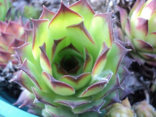 Name:  DSC02571.jpg
Views: 734
Size:  38.6 KB