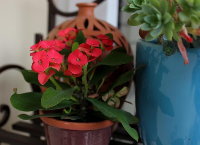 Name:  2012-14-18 euphorbia milii EK.jpg
Views: 1878
Size:  29.8 KB