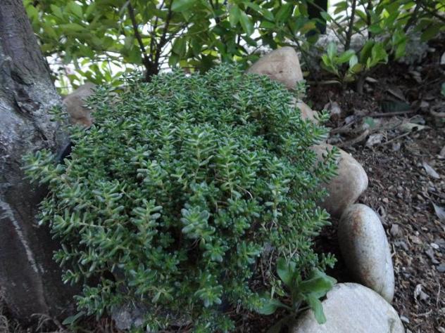 Name:  sedum album.jpg
Views: 1844
Size:  70.9 KB