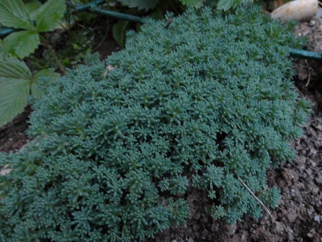 Name:  sedum hispanicum.jpg
Views: 1830
Size:  63.4 KB