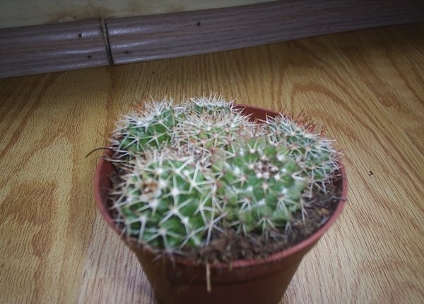 Name:  PIC_0002.JPG
Views: 2297
Size:  57.3 KB