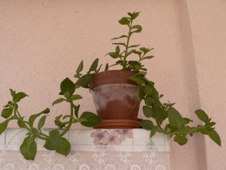 Name:  P1240737.JPG
Views: 352
Size:  25.8 KB