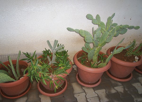 Name:  komu.JPG
Views: 2259
Size:  59.8 KB