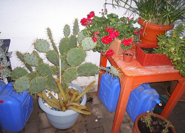 Name:  su bidonlu opuntia.JPG
Views: 2238
Size:  55.3 KB