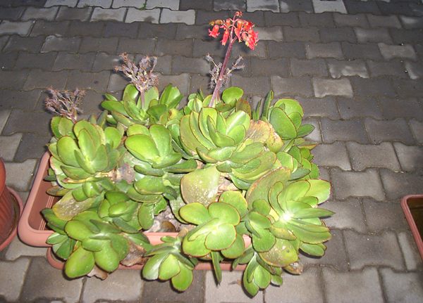 Name:  komu crassula.JPG
Views: 2273
Size:  58.8 KB