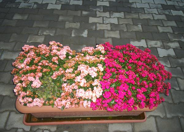 Name:  komu kalano.JPG
Views: 2711
Size:  60.5 KB