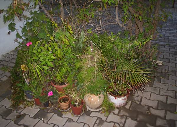 Name:  komu gasteria.JPG
Views: 2250
Size:  59.8 KB