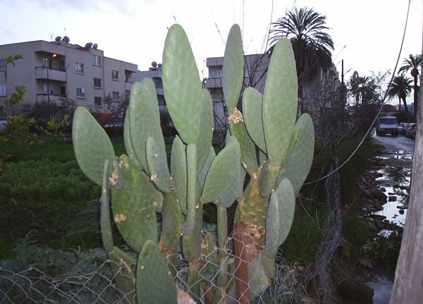 Name:  dev opuntia aac.JPG
Views: 5069
Size:  56.0 KB