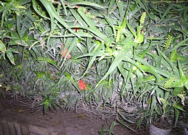 Name:  komu aloe it.jpg
Views: 2403
Size:  69.5 KB