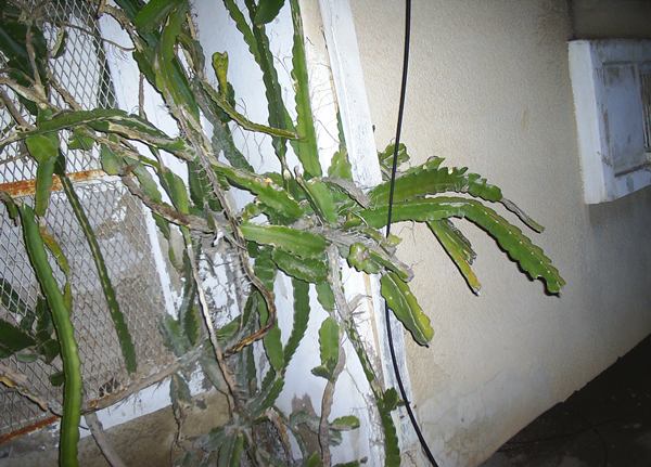 Name:  PIC_0119.JPG
Views: 2724
Size:  62.0 KB