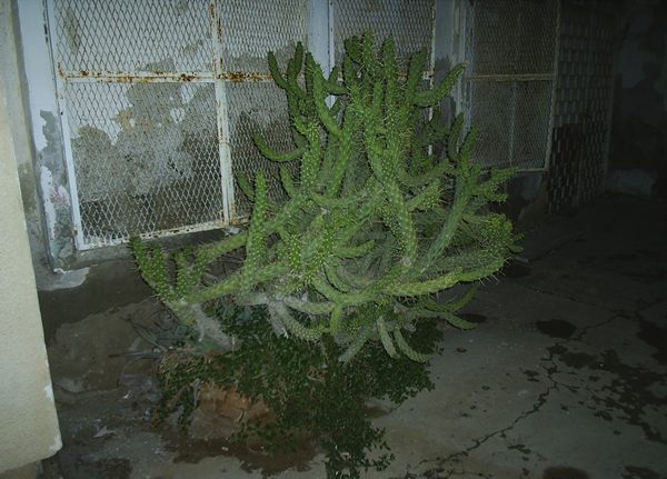 Name:  PIC_0120.JPG
Views: 2438
Size:  57.5 KB