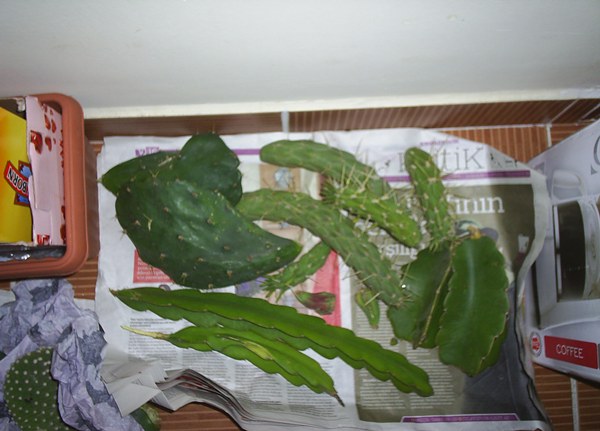 Name:  genel elik.JPG
Views: 2178
Size:  57.1 KB