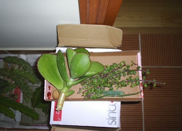 Name:  yeim-ovata elik.JPG
Views: 2263
Size:  54.9 KB