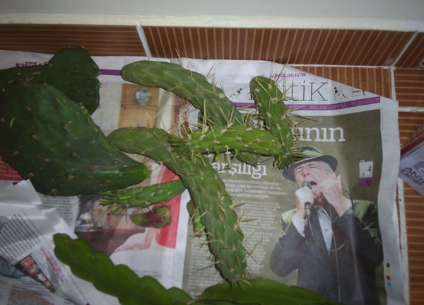Name:  mzrakl elik.JPG
Views: 2234
Size:  57.7 KB