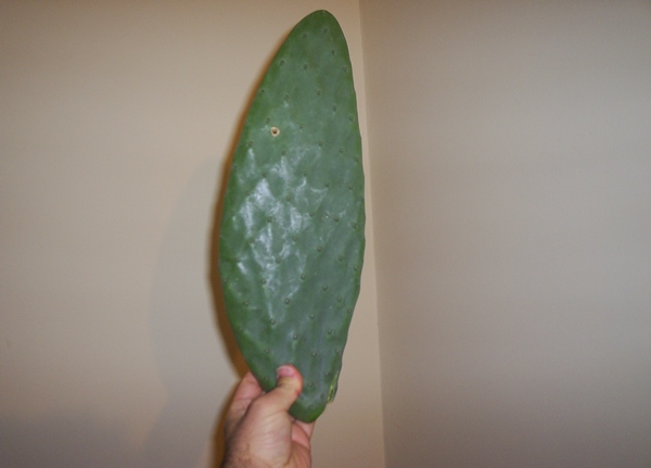 Name:  dev opuntia elik.JPG
Views: 3054
Size:  59.6 KB